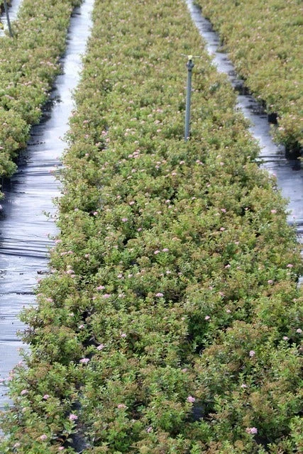 Spierstruik (Spiraea Japonica 'Little Princess') 8 Spierstruik (Spiraea Japonica 'Little Princess') - Afbeelding 6