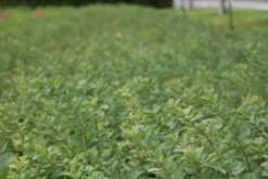 Spierstruik (Spiraea Betulifolia 'Tor') -Tuinplanten Winkel spiraea betulifolia tor 1