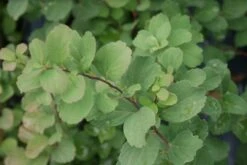 Spierstruik (Spiraea Betulifolia 'Tor') -Tuinplanten Winkel spiraea betulifolia tor 2