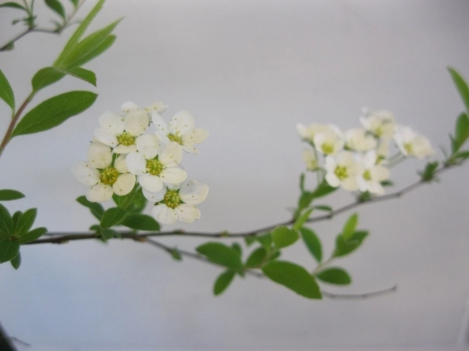 Spierstruik (Spiraea Cinerea 'Grefsheim') 7 Spierstruik (Spiraea Cinerea 'Grefsheim') - Afbeelding 5