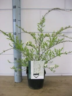 Spierstruik (Spiraea Cinerea 'Grefsheim') 13 Spierstruik (Spiraea Cinerea 'Grefsheim') -Tuinplanten Winkel spiraea cin. grefsheim c2 1