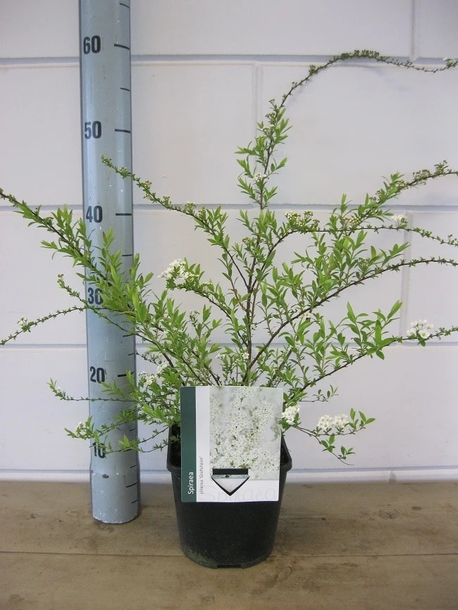 Spierstruik (Spiraea Cinerea 'Grefsheim') 8 Spierstruik (Spiraea Cinerea 'Grefsheim') - Afbeelding 6