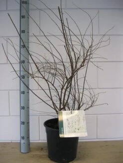 Spierstruik (Spiraea Cinerea 'Grefsheim') 11 Spierstruik (Spiraea Cinerea 'Grefsheim') -Tuinplanten Winkel spiraea grefsheim c7 okt