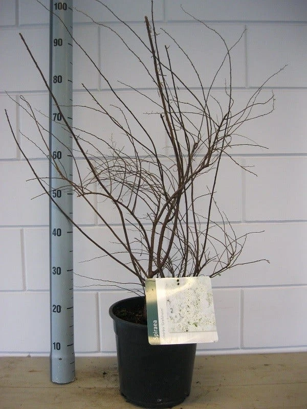 Spierstruik (Spiraea Cinerea 'Grefsheim') 6 Spierstruik (Spiraea Cinerea 'Grefsheim') - Afbeelding 4