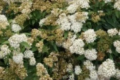 Spierstruik (Spiraea Japonica 'Albiflora') -Tuinplanten Winkel spiraea japonica albiflora 1