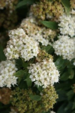 Spierstruik (Spiraea Japonica 'Albiflora') -Tuinplanten Winkel spiraea japonica albiflora 2