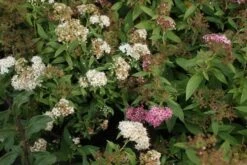 Spierstruik (Spiraea Japonica 'Genpei' (Shirobana)) -Tuinplanten Winkel spiraea japonica genpei 1