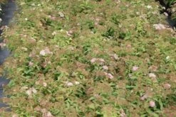 Spierstruik (Spiraea Japonica 'Genpei' (Shirobana)) -Tuinplanten Winkel spiraea japonica genpei 2