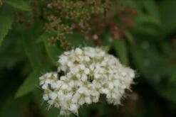 Spierstruik (Spiraea Japonica 'Genpei' (Shirobana)) -Tuinplanten Winkel spiraea japonica genpei 5