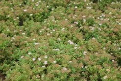 Spierstruik (Spiraea Japonica 'Little Princess') 14 Spierstruik (Spiraea Japonica 'Little Princess') -Tuinplanten Winkel spiraea japonica little princess 1