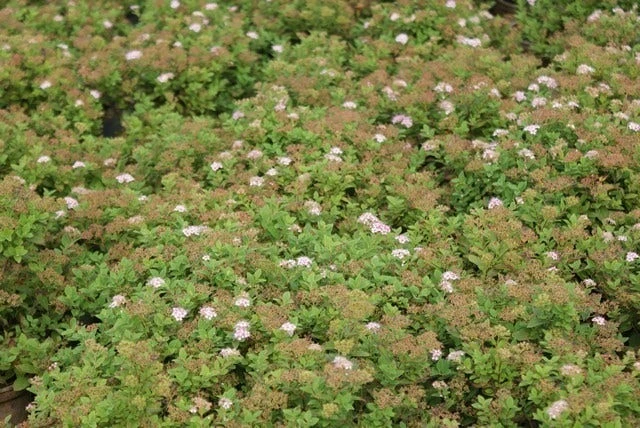 Spierstruik (Spiraea Japonica 'Little Princess') 5 Spierstruik (Spiraea Japonica 'Little Princess') - Afbeelding 3