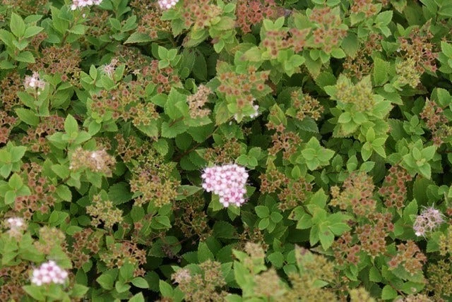 Spierstruik (Spiraea Japonica 'Little Princess') 7 Spierstruik (Spiraea Japonica 'Little Princess') - Afbeelding 5