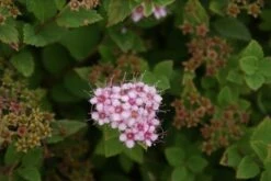 Spierstruik (Spiraea Japonica 'Little Princess') 15 Spierstruik (Spiraea Japonica 'Little Princess') -Tuinplanten Winkel spiraea japonica little princess 3