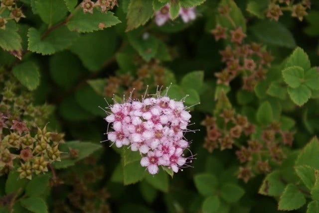 Spierstruik (Spiraea Japonica 'Little Princess') 6 Spierstruik (Spiraea Japonica 'Little Princess') - Afbeelding 4