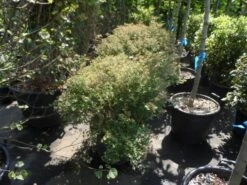 Spierstruik (Spiraea Japonica 'Little Princess') 20 Spierstruik (Spiraea Japonica 'Little Princess') -Tuinplanten Winkel spiraea japonica little princess 80 100 c25