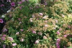 Spierstruik (Spiraea Japonica 'Genpei' (Shirobana)) -Tuinplanten Winkel spiraea japonica shirobana 2