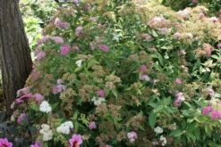 Spierstruik (Spiraea Japonica 'Genpei' (Shirobana)) -Tuinplanten Winkel spiraea japonica shirobana 3