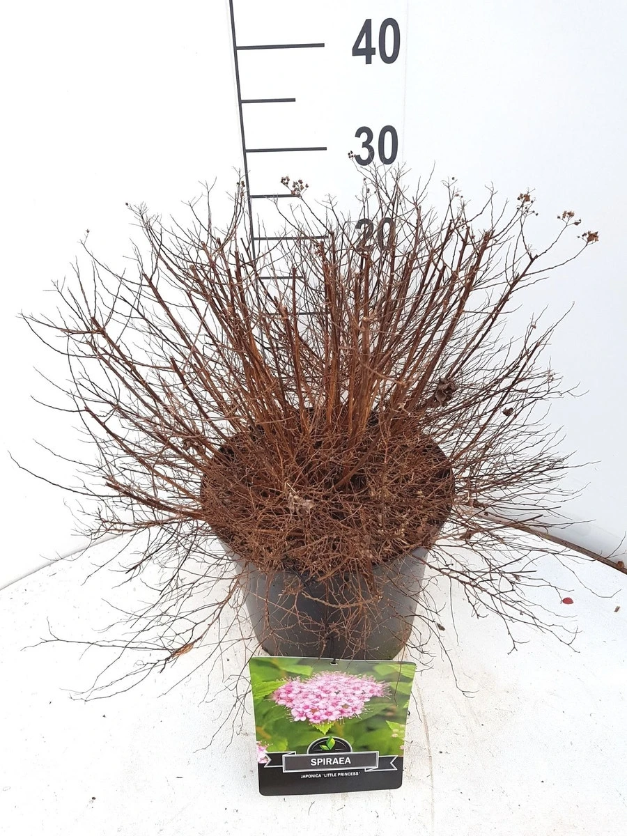 Spierstruik (Spiraea Japonica 'Little Princess') 12 Spierstruik (Spiraea Japonica 'Little Princess') - Afbeelding 10