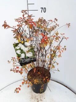 Spierstruik (Spiraea Vanhouttei) -Tuinplanten Winkel spiraea vanhoutteii c10 v01