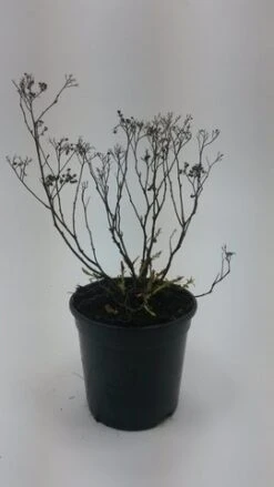 Spierstruik (Spiraea Japonica 'crispa')