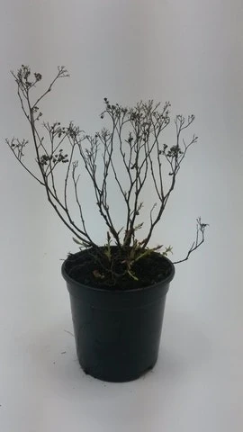 Spierstruik (Spiraea Japonica 'crispa') 3 Spierstruik (Spiraea Japonica 'crispa')