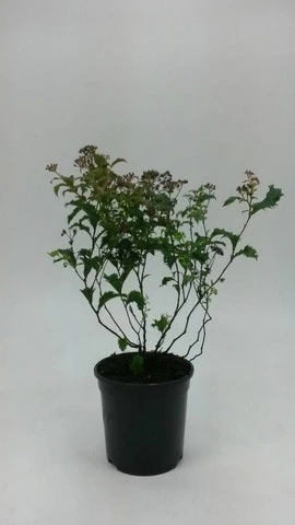 Spierstruik (Spiraea Japonica 'crispa') 4 Spierstruik (Spiraea Japonica 'crispa') - Afbeelding 2