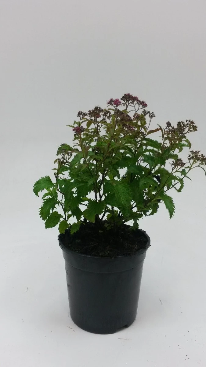Spierstruik (Spiraea Japonica 'crispa') 5 Spierstruik (Spiraea Japonica 'crispa') - Afbeelding 3
