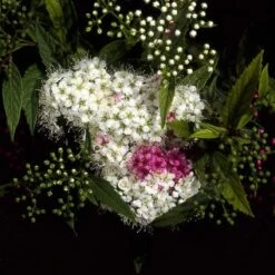 Spierstruik (Spiraea Japonica 'Genpei' (Shirobana)) -Tuinplanten Winkel spjgenpe 10 2