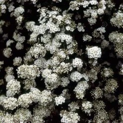 Spierstruik (Spiraea Vanhouttei) -Tuinplanten Winkel spvanhou 5