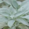 Andoorn (Stachys Byzantina 'Cotton Boll') -Tuinplanten Winkel stachys byzantina cotton boll