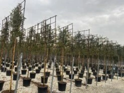 Steeneik Als Leiboom (Quercus Ilex) NU EXTRA VOORDELIG 13 Steeneik Als Leiboom (Quercus Ilex) NU EXTRA VOORDELIG -Tuinplanten Winkel steeneik leivorm 15x120 2 1