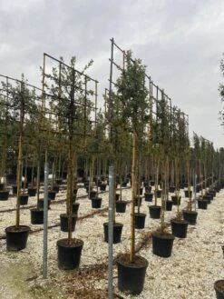 Steeneik Als Leiboom (Quercus Ilex) NU EXTRA VOORDELIG