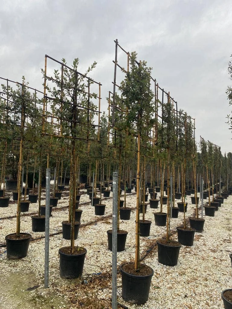 Steeneik Als Leiboom (Quercus Ilex) NU EXTRA VOORDELIG 3 Steeneik Als Leiboom (Quercus Ilex) NU EXTRA VOORDELIG