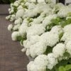 Hortensia (Hydrangea 'Strong Annabelle') -Tuinplanten Winkel strong annabelle 10