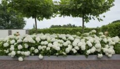Hortensia (Hydrangea 'Strong Annabelle') -Tuinplanten Winkel strong annabelle 11