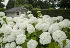 Hortensia (Hydrangea 'Strong Annabelle') -Tuinplanten Winkel strong annabelle 2