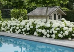 Hortensia (Hydrangea 'Strong Annabelle') -Tuinplanten Winkel strong annabelle 5