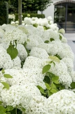 Hortensia (Hydrangea 'Strong Annabelle') -Tuinplanten Winkel strong annabelle 9