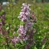 Dwerg Sering (Syringa 'Sugar Plum Fairy'®)