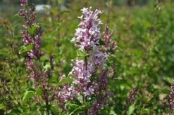 Dwerg Sering (Syringa 'Sugar Plum Fairy'®)