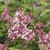 Sering Op Stam (Syringa Microphylla 'Superba') -Tuinplanten Winkel superba micr. 1