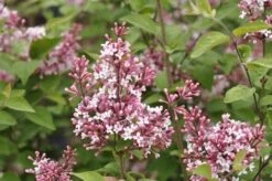Sering Op Stam (Syringa Microphylla 'Superba')