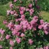 Klimroos (Rosa 'Super Dorothy') 2 Klimroos (Rosa 'Super Dorothy') -Tuinplanten Winkel superdorothy lr