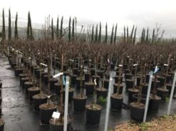 Beverboom Op Stam (Magnolia 'Susan') 10 Beverboom Op Stam (Magnolia 'Susan') -Tuinplanten Winkel susanopstam