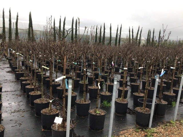 Beverboom Op Stam (Magnolia 'Susan') 6 Beverboom Op Stam (Magnolia 'Susan') - Afbeelding 4