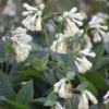 Smeerwortel (Symphytum Grandiflorum) -Tuinplanten Winkel symphytum grandiflorum