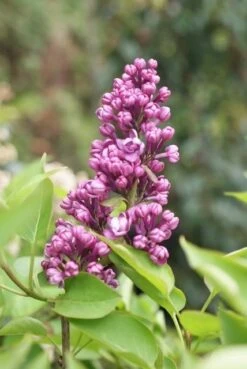 Sering (Syringa Vulgaris 'Charles Joly') -Tuinplanten Winkel syringa charles joly 3
