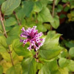 Dwergsering (Syringa 'Flowerfest Pink')