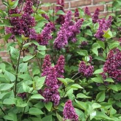 Sering (Syringa Vulgaris 'Charles Joly') -Tuinplanten Winkel syvcjoly 9