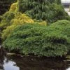 Taxus (Taxus Baccata 'Repandens') 1 Taxus (Taxus Baccata 'Repandens') -Tuinplanten Winkel tabrepan 2